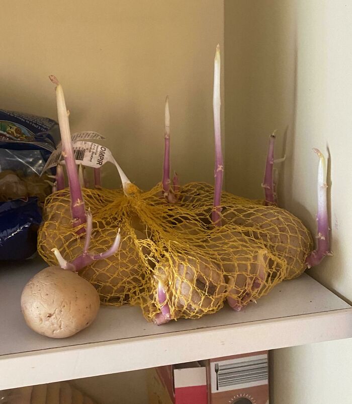 Sprouted potatoes in a net bag on a messy kitchen shelf, illustrating horrible roommates' neglect of groceries.