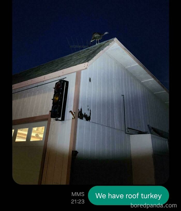 Turkey perched on a roof at night, with a humorous text overlay. Best-Texts-Of-2024.