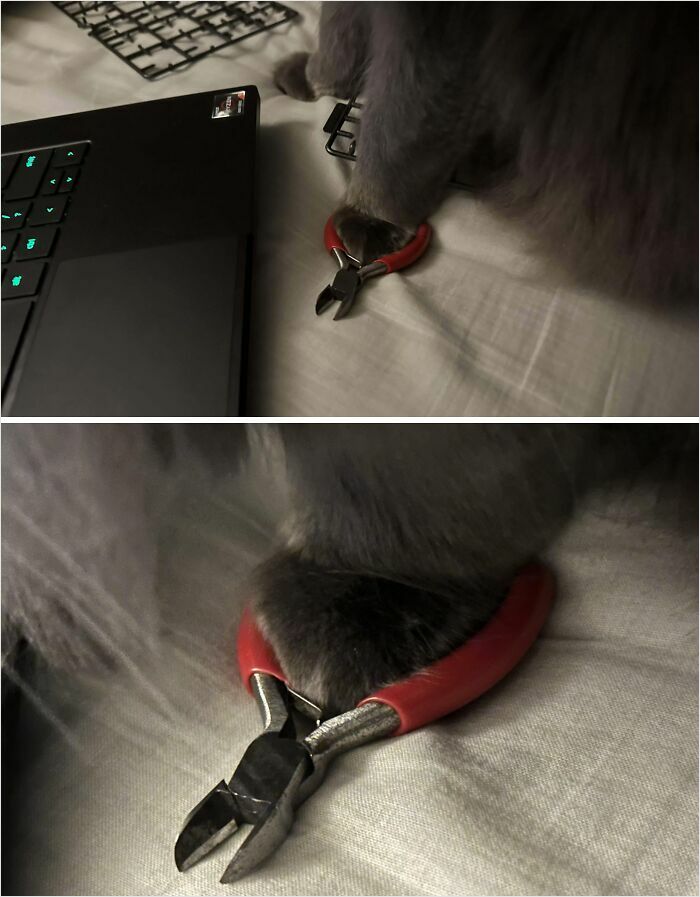 Cat paw in a perfect fit around red-handled pliers by a laptop.