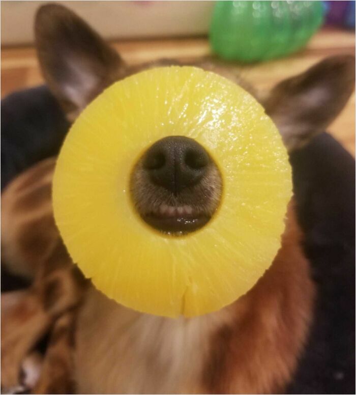 Dog with a pineapple slice fitting perfectly on its snout, creating a comical and satisfying perfect fit.