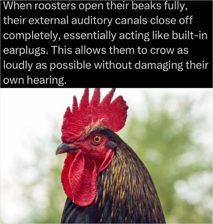 Rooster with open beak demonstrating a unique hearing protection mechanism.