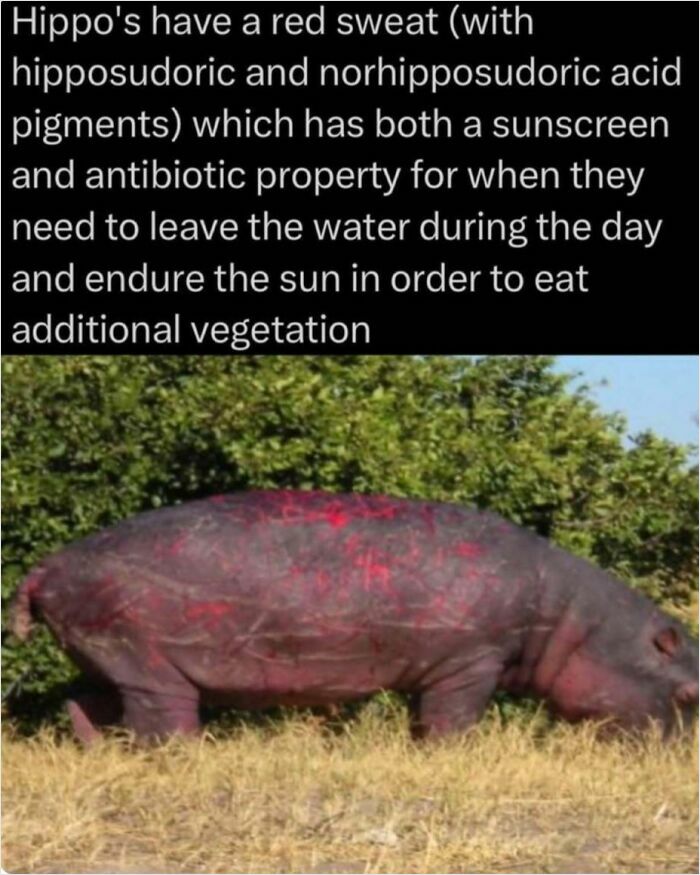 Hippo with red sweat acting as sunscreen and antibiotic, nibbling vegetation under the sun.