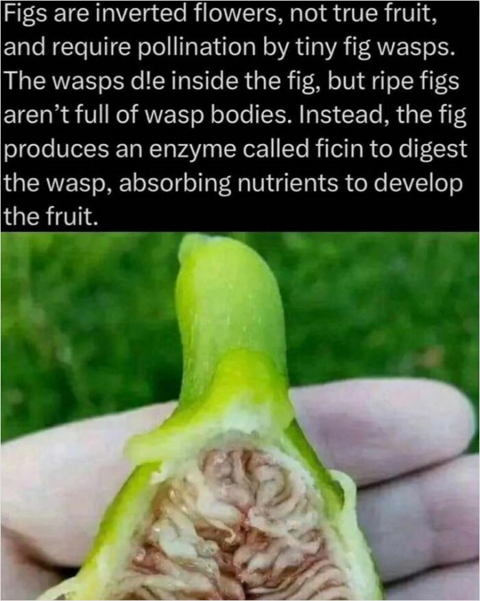 Cross-section of a fig revealing seeds, with text explaining fig wasp pollination and digestion, highlighting how everything works.