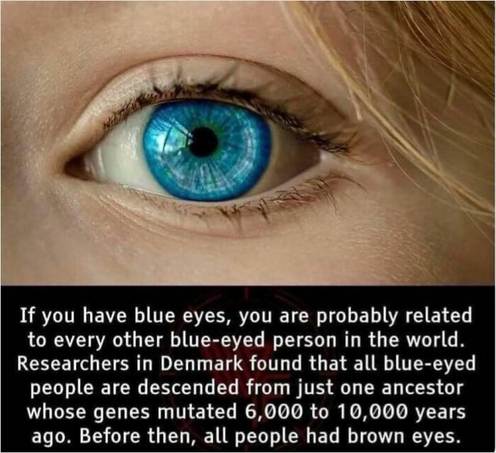 Close-up of a blue eye with text explaining genetic curiosities about blue-eyed ancestry.