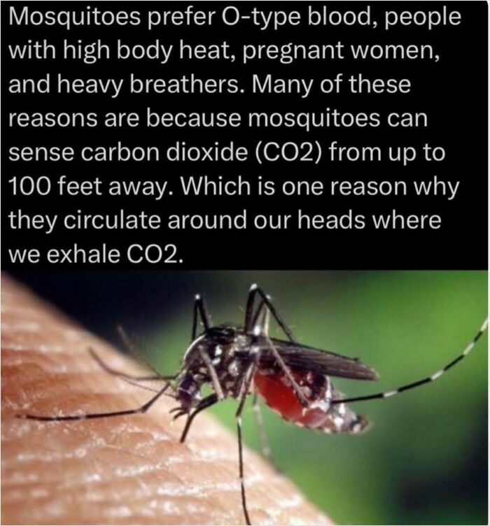 Mosquito on skin sensing carbon dioxide, showcasing how everything works about mosquito attraction to humans.