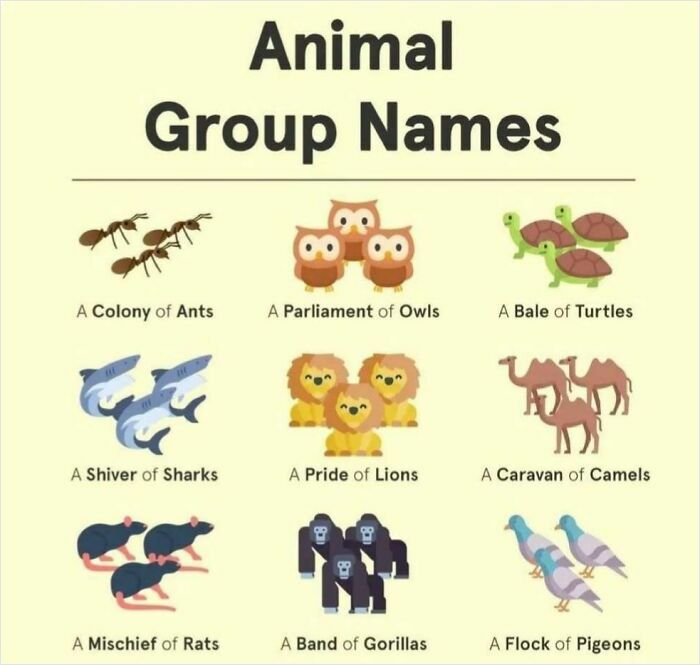 Illustrated animal group names: colony of ants, parliament of owls, bale of turtles, and more.