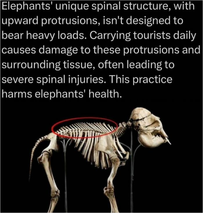 Elephant skeleton showing spinal structure; highlights facts and curiosities about elephants' spines not supporting heavy loads.