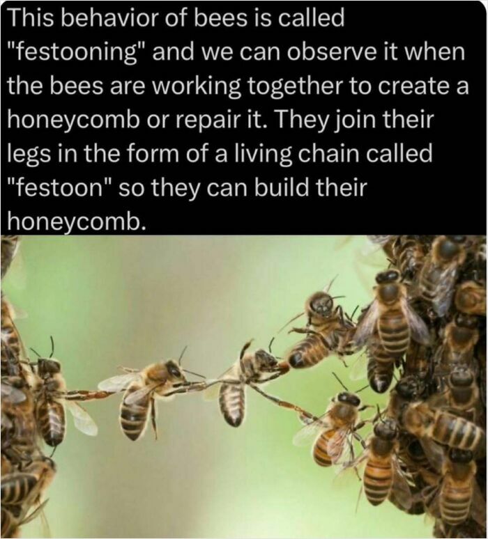 Bees forming a festoon, creating a living chain to build a honeycomb, illustrating a fascinating aspect of how everything works.