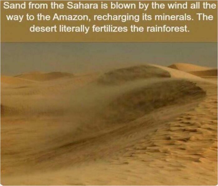 Sahara desert sandstorm illustrating a fascinating fact about mineral transfer to the Amazon rainforest.