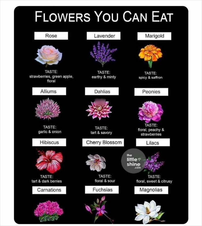 Edible flowers infographic showcasing taste profiles of roses, lavender, marigold, and more; insights on how everything works.