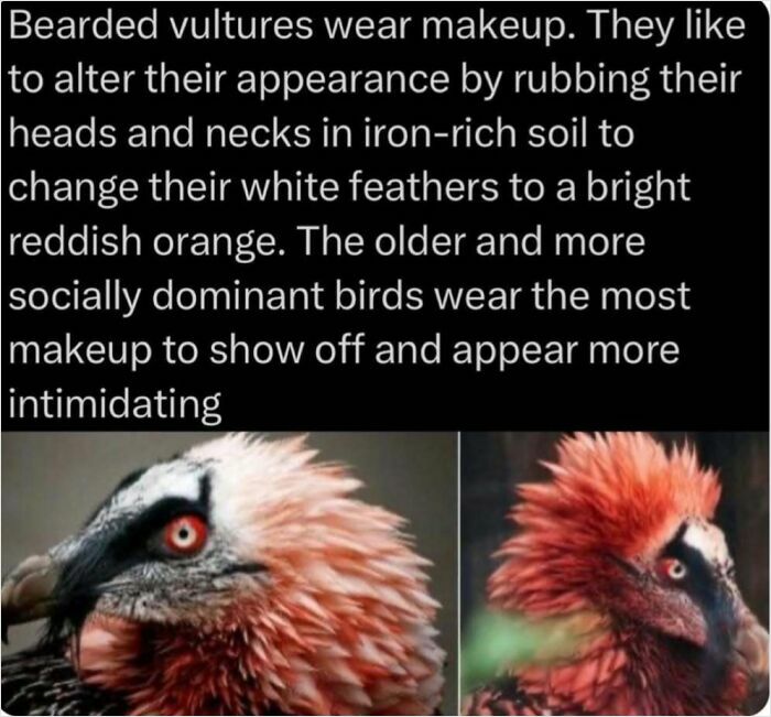 Bearded vulture displaying reddish-orange feathers from iron-rich soil, showcasing an intriguing natural behavior.