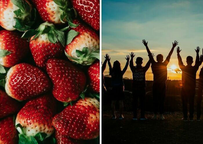 Close-up of strawberries and silhouettes of people with raised hands at sunset, illustrating rare everyday facts.