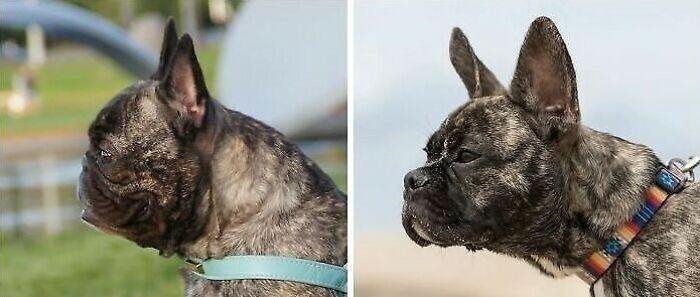 Two brindle dogs wearing collars, side by side, highlighting rare everyday facts about their similar profiles.