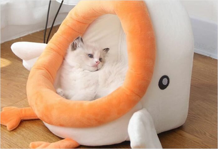 Cat lounging in a cozy, bird-shaped pet bed, one of the coolest things we covet.