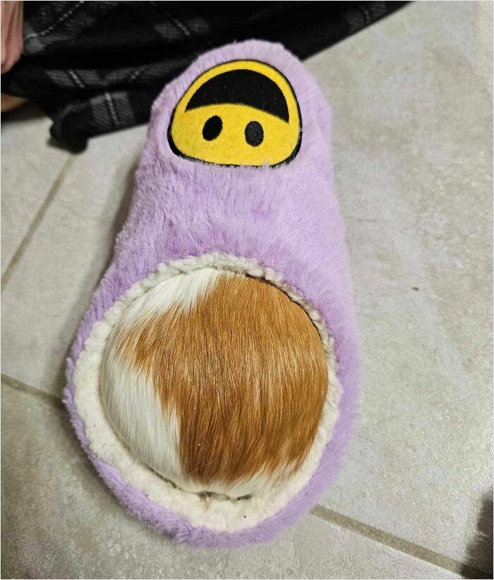 Perfectly fit cat tail in purple slipper with a smiley face on the floor.