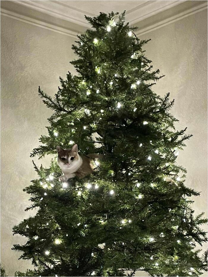 A cute cat sitting in a Christmas tree surrounded by twinkling lights in a cozy living room.