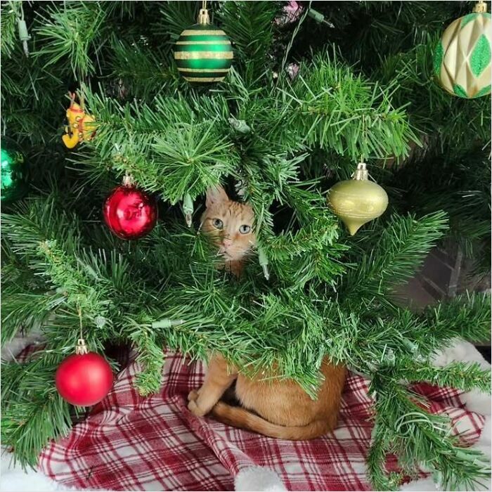 Cute cat hidden in a Christmas tree with colorful ornaments, embodying the charm of cute, funny Christmas animals.