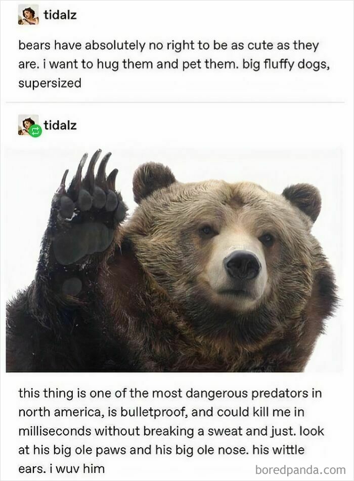 Bear meme showcasing cultural humor with text about how cute yet dangerous bears are.