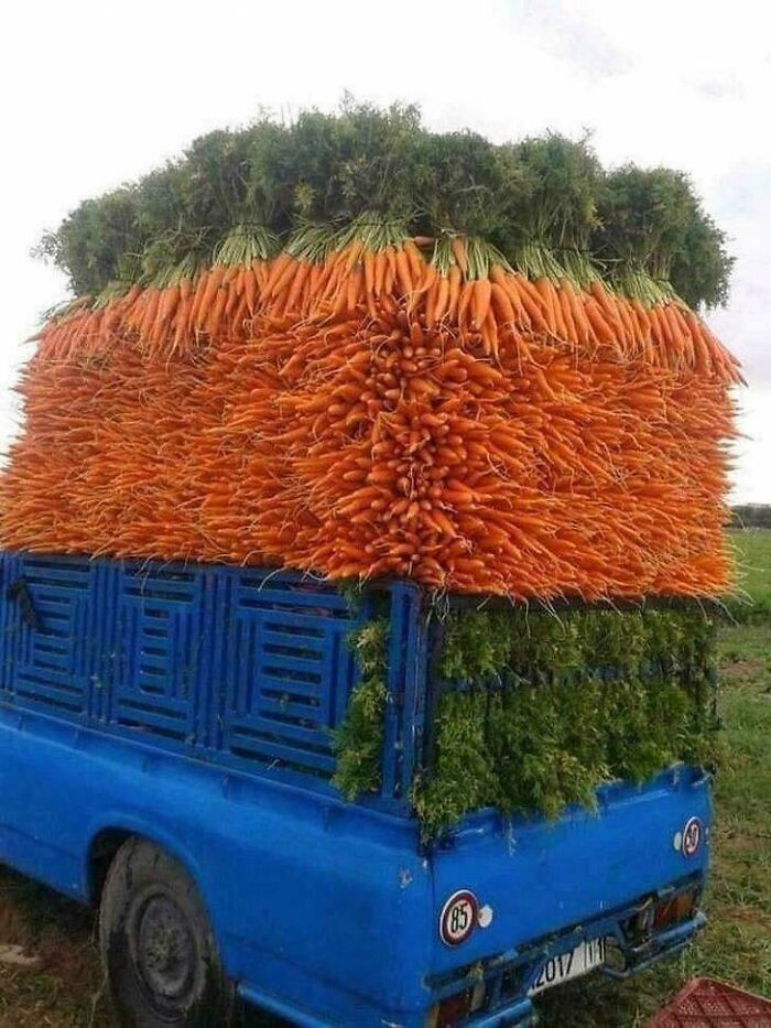 Overloaded truck carrying absolute units of carrots stacked high.