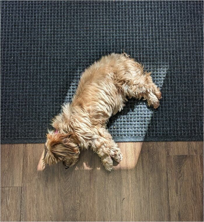 A dog perfectly fits on a mat, lying peacefully on a sunlit floor, capturing a satisfying-perfect-fit moment.