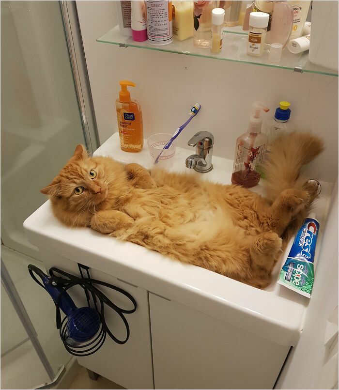 Fluffy orange cat lying perfectly in a bathroom sink surrounded by toiletries, achieving a satisfying perfect fit.