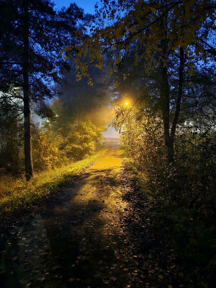 Forest path illuminated by a warm streetlight, resembling a scene from a videogame.