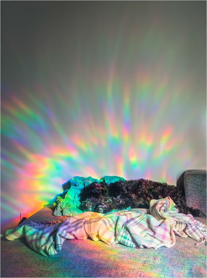 At The Right Time Of Day, My Dog's Favorite Napping Spot Makes Him Look Really Magical