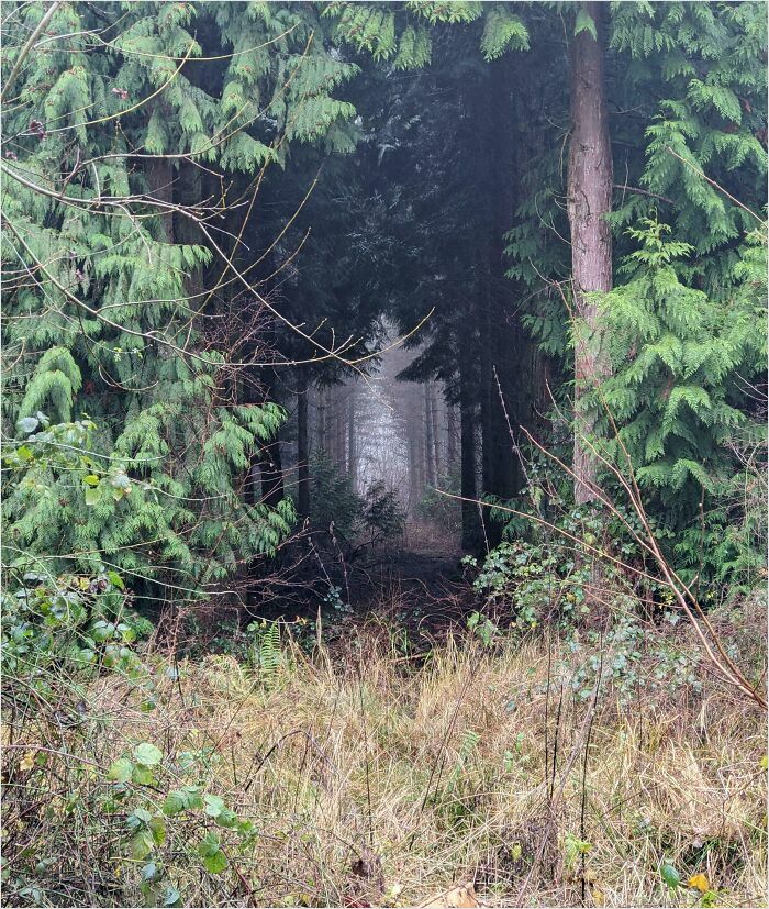 Forest path framed by dense trees, resembling a scene from a videogame.