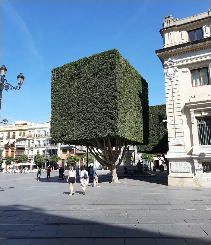 Cubed tree in urban plaza, resembling a scene from a videogame.