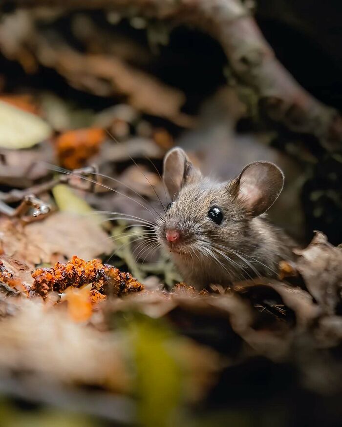 Close-up of a small mouse in foliage, expertly captured by a Finnish wildlife photographer.