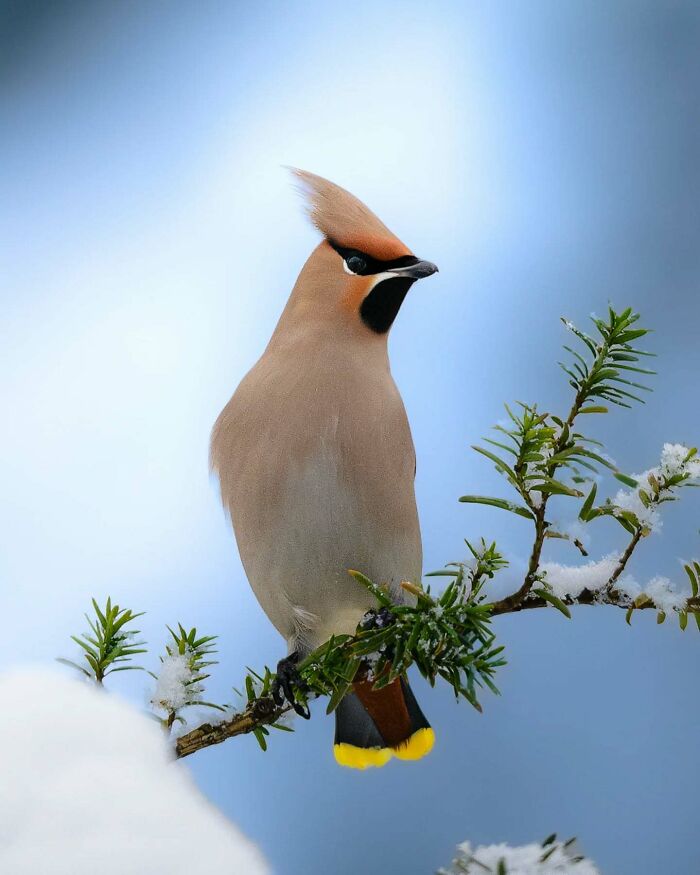 Close-up photo of a bird perched on a snowy branch, captured by a Finnish wildlife photographer.