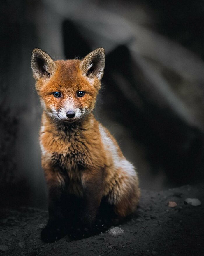 Close-up photo of a young fox captured by a Finnish photographer, showcasing its bright eyes and soft fur.