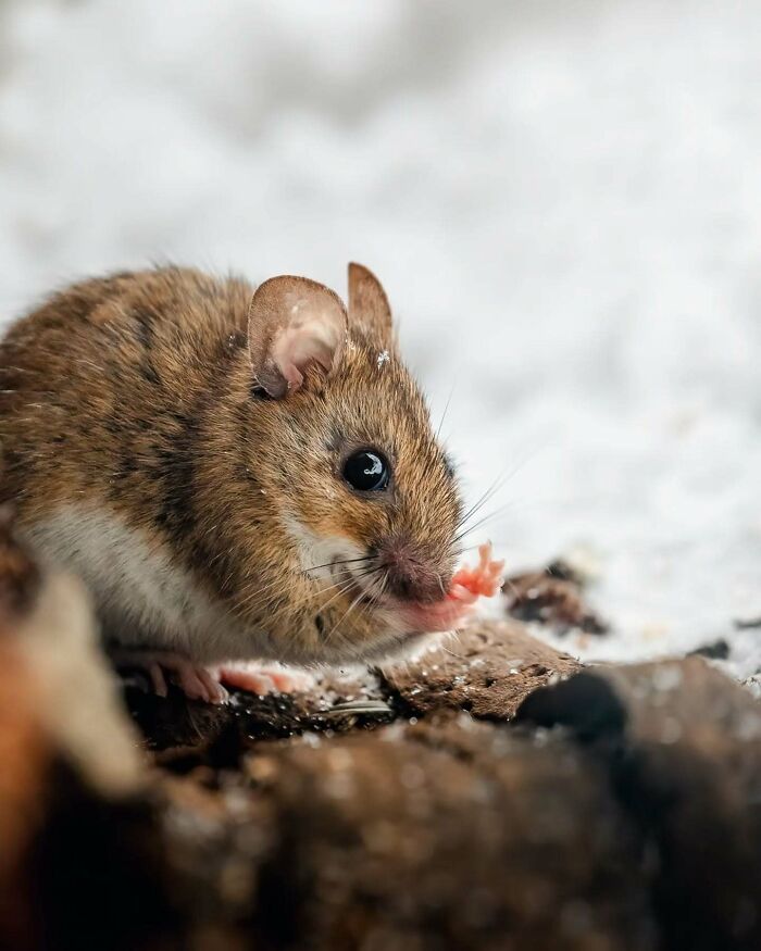 Close-up photo of a small rodent in a natural setting, showcasing wildlife photography by a Finnish photographer.