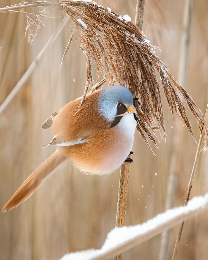 Close-up of a bird perched on a reed, showcasing wildlife beauty captured by Finnish photographer.