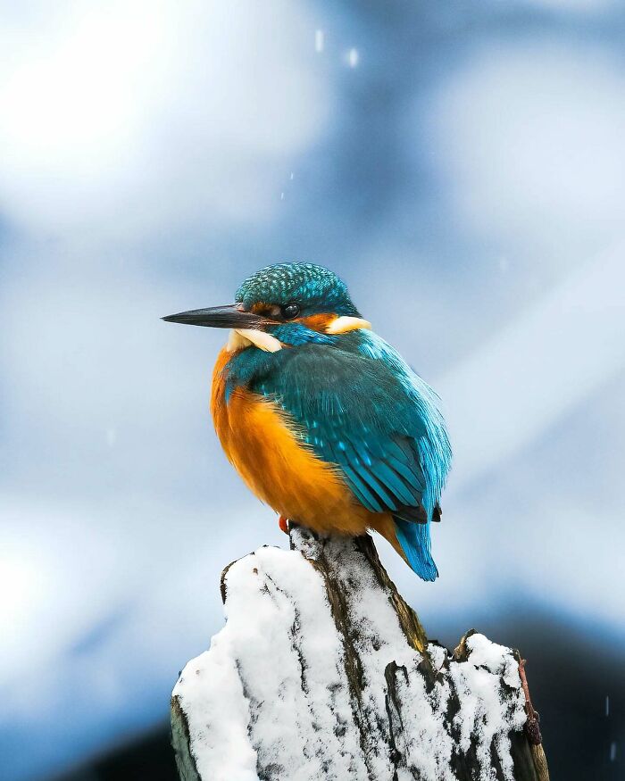 Close-up of vibrant kingfisher perched on a snowy branch, showcasing Finnish photographer's wildlife photography skills.