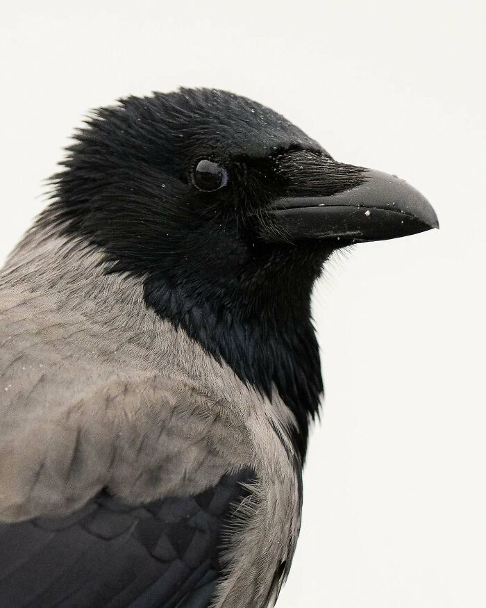 Close-up of a crow, highlighting its sharp features and striking plumage, captured by a Finnish wildlife photographer.