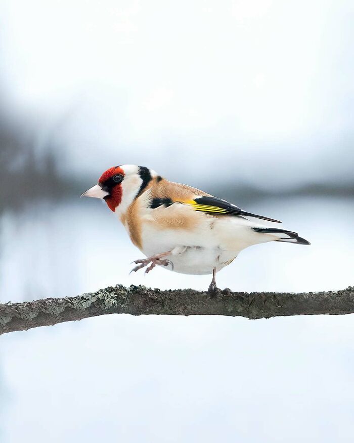 Close-up of a colorful bird perched on a branch, captured by a Finnish photographer, showcasing wildlife beauty.