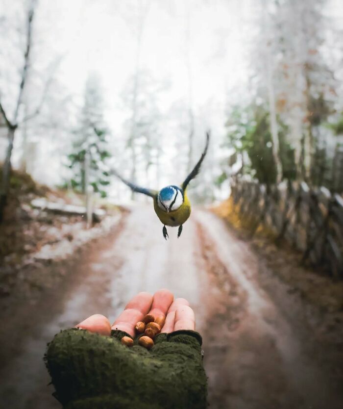 Close-up of a bird flying towards a hand holding nuts, captured in a Finnish forest setting.