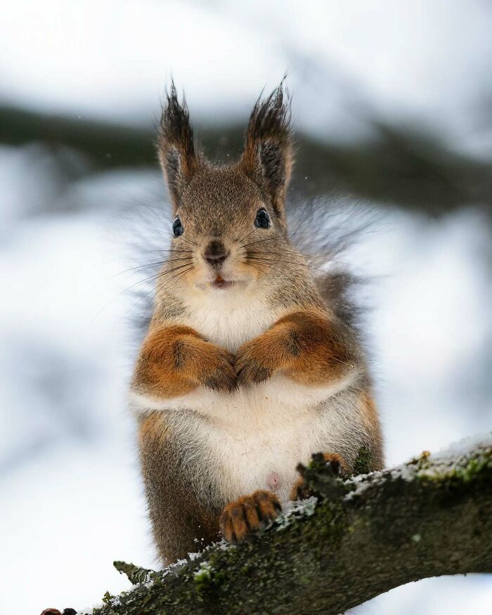 Close-up of a squirrel on a snowy branch, showcasing wildlife photography by a Finnish photographer.