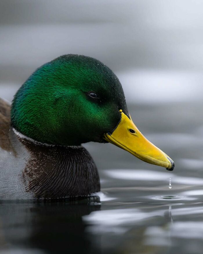 Close-up of a mallard duck in water, showing vibrant green head and yellow beak, captured by a Finnish wildlife photographer.