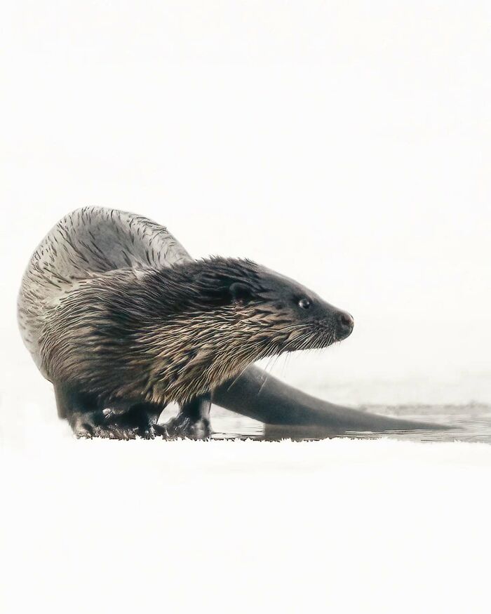 Close-up photo of a wildlife otter on snowy ground, captured with fine detail and clarity.