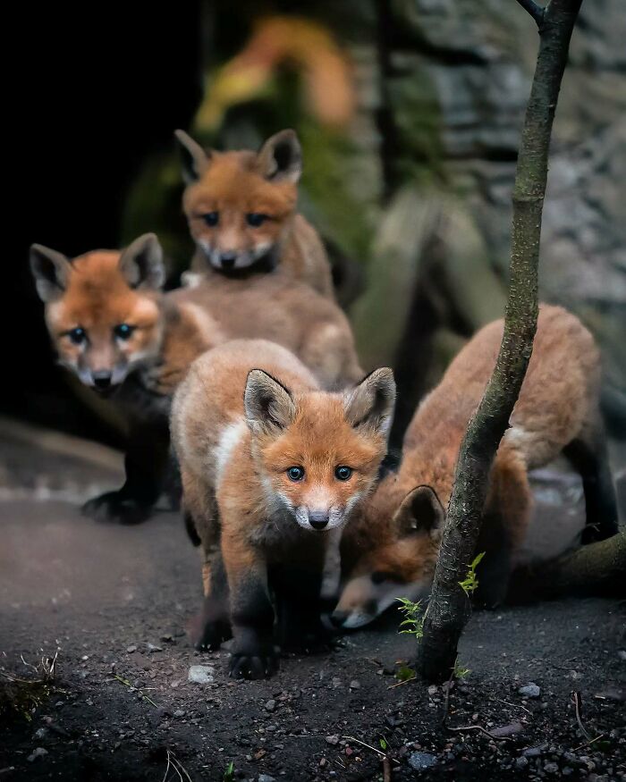 Close-up of four fox cubs in a natural setting, showcasing beautiful wildlife photography by a Finnish photographer.