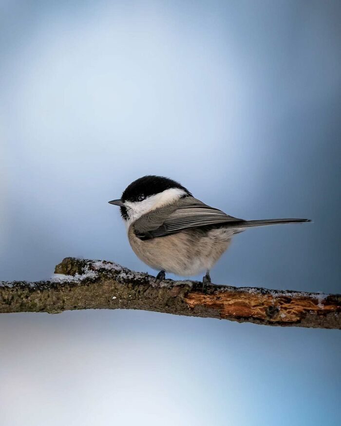 Close-up of a bird perched on a branch, showcasing beautiful wildlife photography by a Finnish photographer.