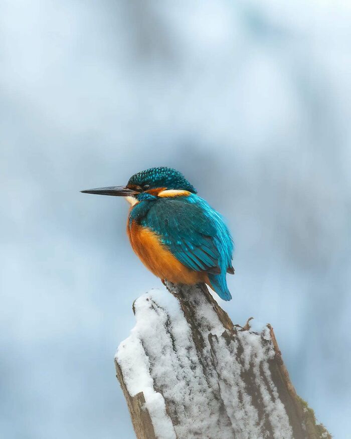 Close-up of a colorful kingfisher perched on a snowy branch, showcasing beautiful wildlife photography.