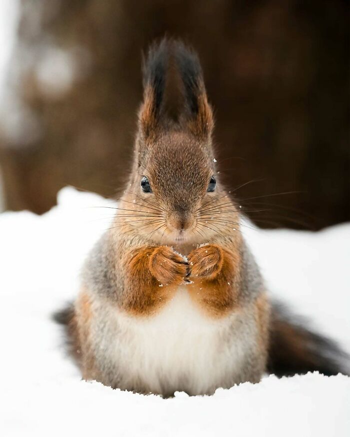 Close-up of a squirrel in snow, showcasing Finnish photographer's wildlife photography.