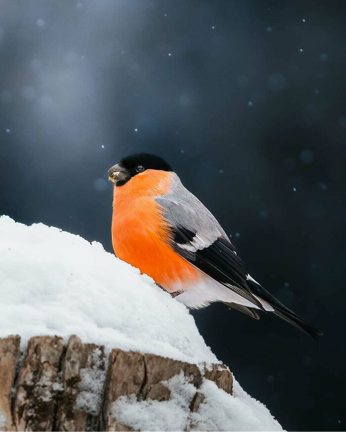 Close-up of a vibrant orange and black bullfinch perched on a snowy branch, showcasing stunning wildlife photography.