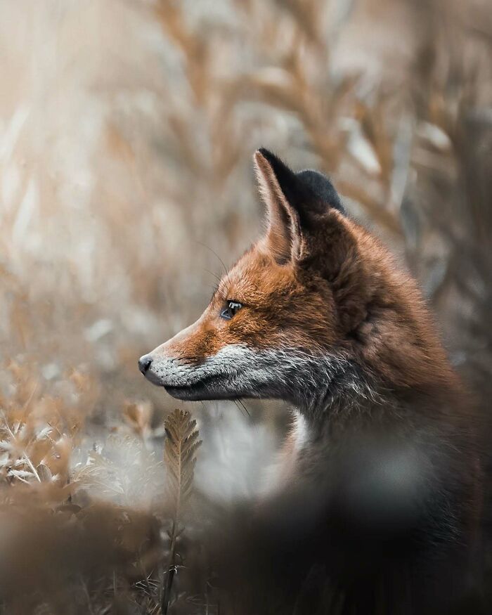 Close-up of a fox in the wild, showcasing its profile and detailed fur, captured by a Finnish photographer.