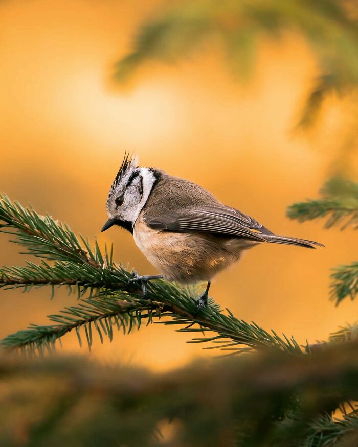 Close-up photo of wildlife featuring a crested bird perched on a pine branch with a warm, golden background.