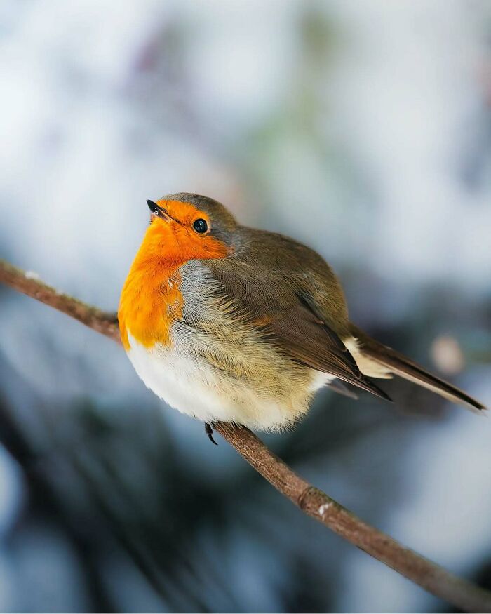 Close-up of a robin perched on a branch, captured by Finnish wildlife photographer.