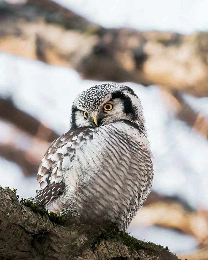 Close-up of a northern hawk owl perched on a branch, showcasing its striking feathers and yellow eyes.